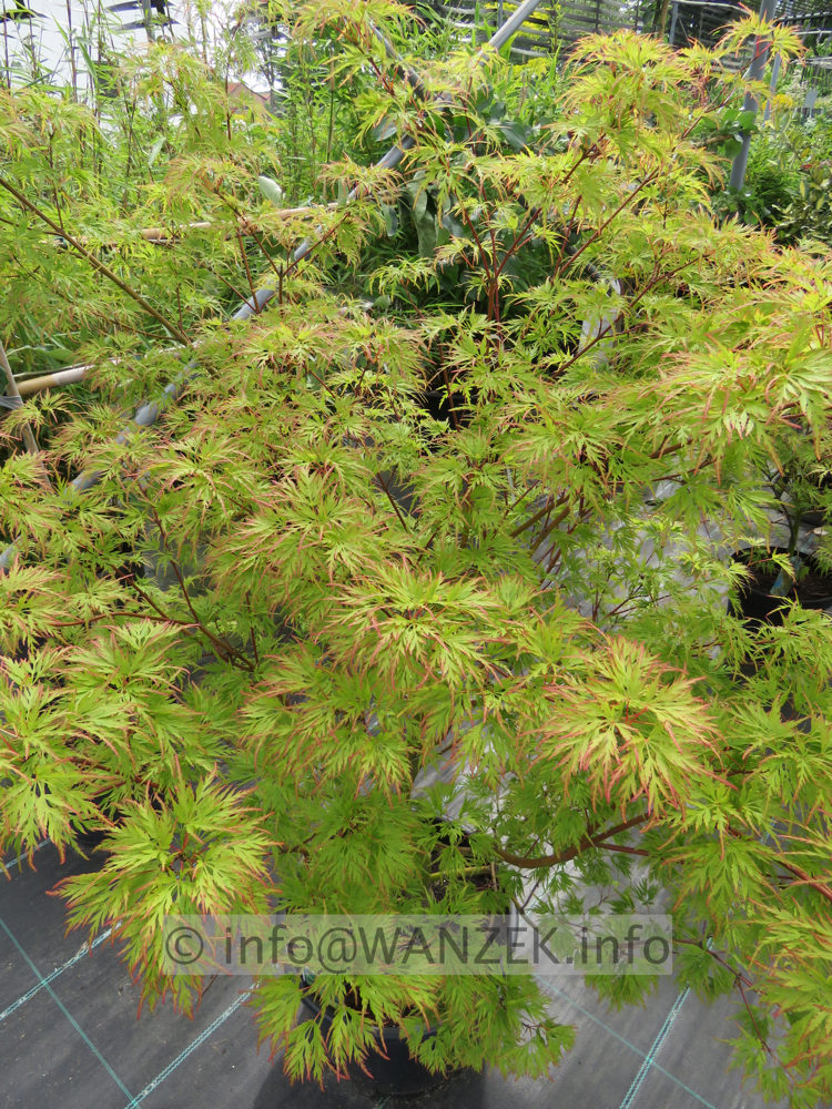 Acer palmatum Seiryu 1,5m.JPG